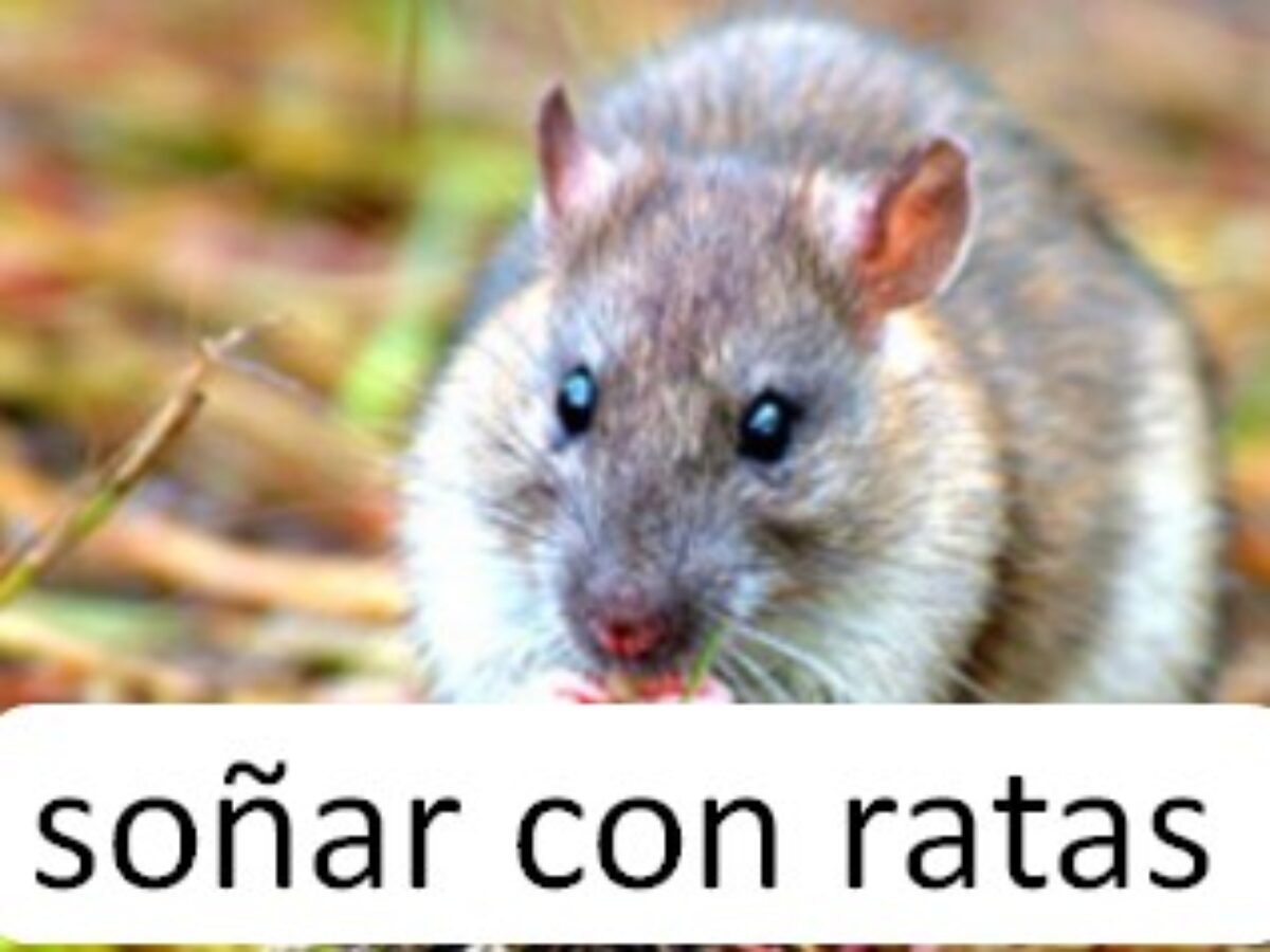 Sonar Con Ratas Actualizacion 2021